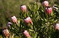 Kirstenbosch Botanical Gardens